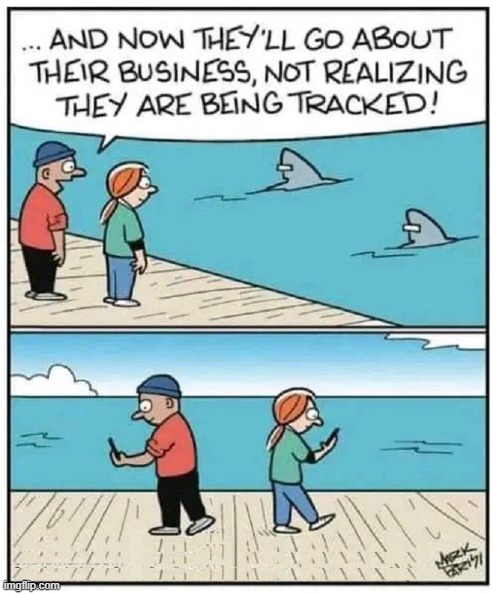 The Epitome of Irony | image tagged in vince vance,sharks,tagged,dolphins,comics,cartoons | made w/ Imgflip meme maker