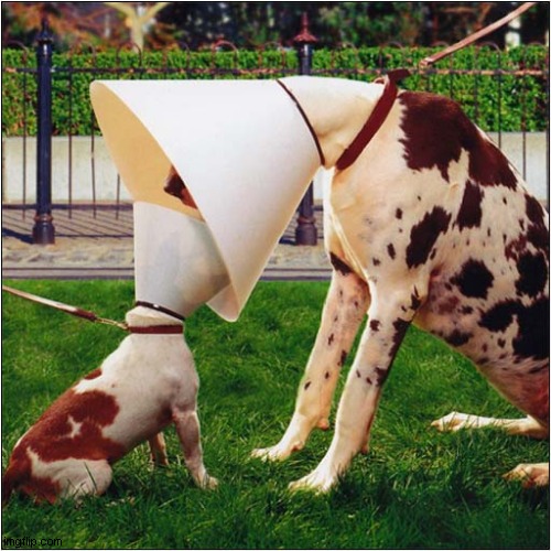 Can You Hear Me Now ? | image tagged in dogs,cones,hearing | made w/ Imgflip meme maker