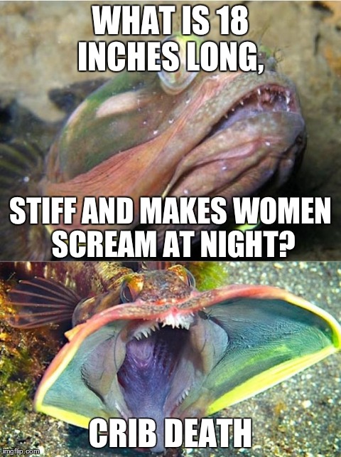 WHAT IS 18 INCHES LONG,  CRIB DEATH STIFF AND MAKES WOMEN SCREAM AT NIGHT? | image tagged in foul joke fringehead,AdviceAnimals | made w/ Imgflip meme maker