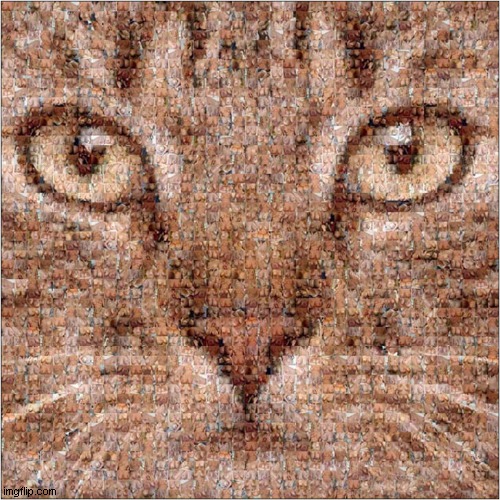 Whatever You Do, Don't Zoom In ! | image tagged in cat,face,breasts,dark humour | made w/ Imgflip meme maker