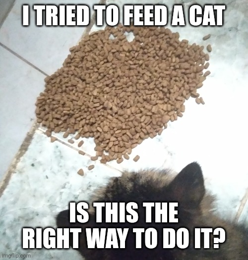 Am I right? | I TRIED TO FEED A CAT; IS THIS THE RIGHT WAY TO DO IT? | image tagged in catto | made w/ Imgflip meme maker