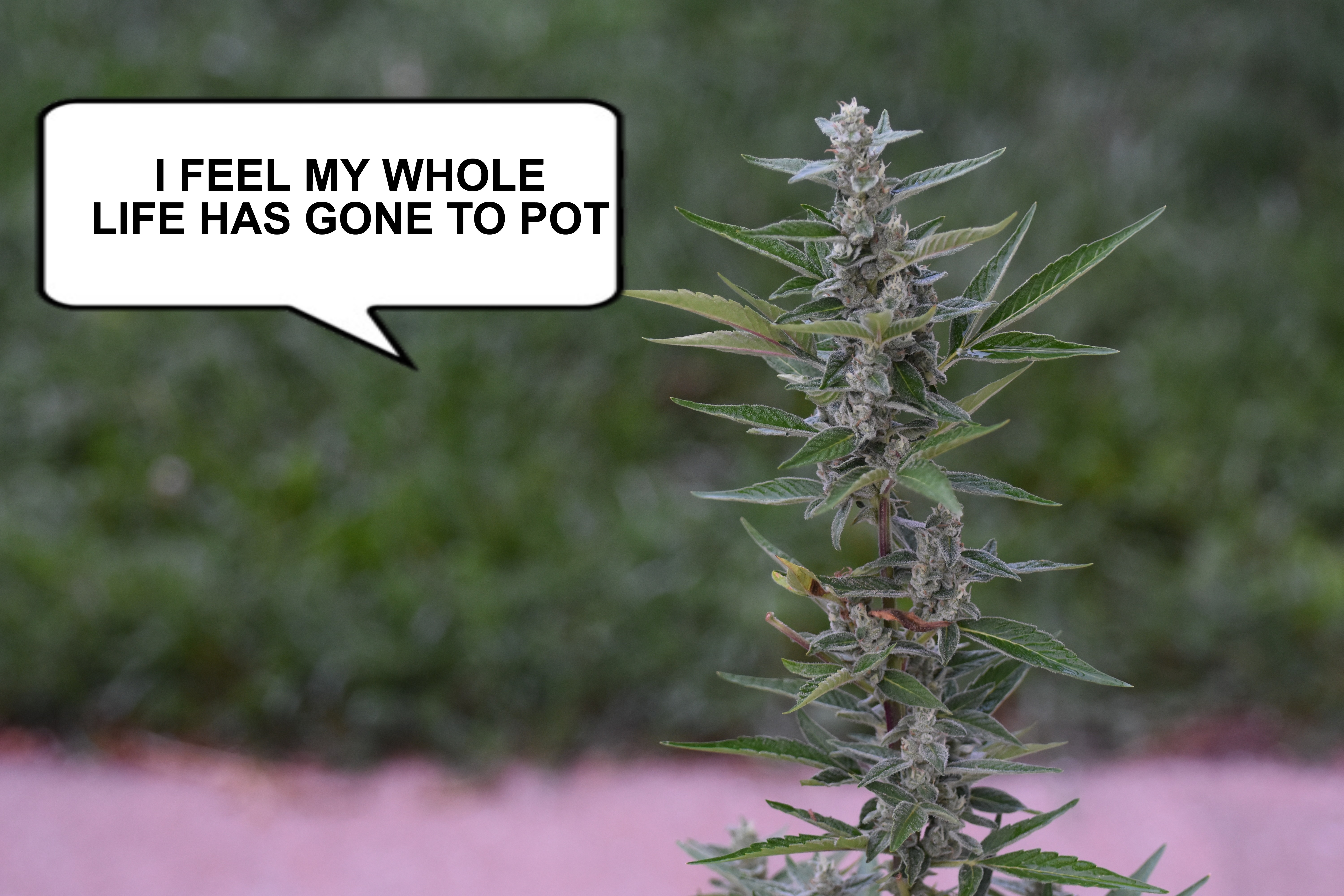 I FEEL MY WHOLE LIFE HAS GONE TO POT | made w/ Imgflip meme maker