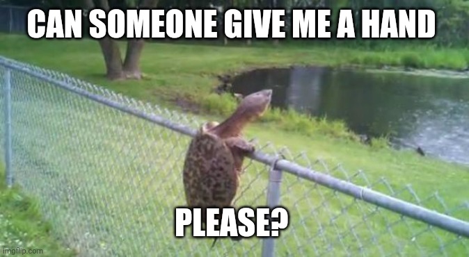 Help | CAN SOMEONE GIVE ME A HAND; PLEASE? | image tagged in turtle fence escape,funny memes | made w/ Imgflip meme maker