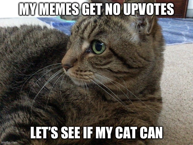 Jinxy | MY MEMES GET NO UPVOTES; LET’S SEE IF MY CAT CAN | image tagged in jinxy,cats,memes,funny,oh wow are you actually reading these tags,you have been eternally cursed for reading the tags | made w/ Imgflip meme maker
