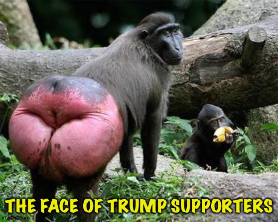 Baboon Butt | THE FACE OF TRUMP SUPPORTERS | image tagged in baboon butt | made w/ Imgflip meme maker