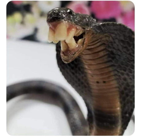 snake with teeth Blank Meme Template