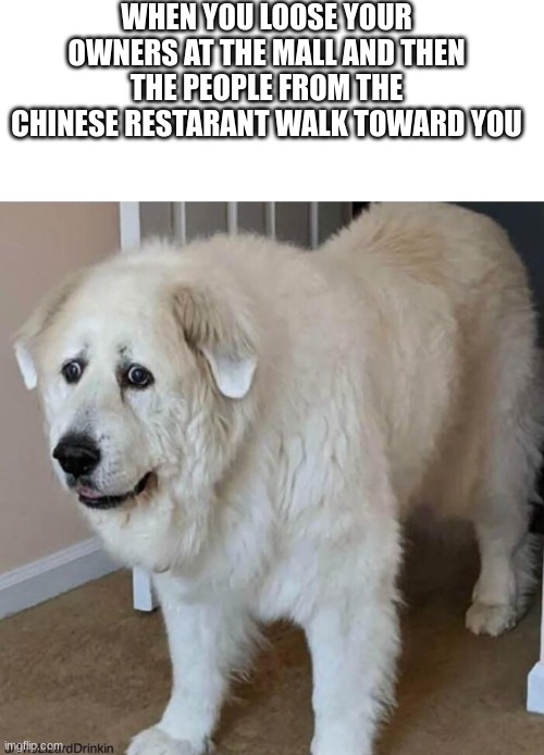 Insert an amazing title for your meme! | WHEN YOU LOOSE YOUR OWNERS AT THE MALL AND THEN THE PEOPLE FROM THE CHINESE RESTARANT WALK TOWARD YOU | image tagged in memes,blank transparent square,scared dog | made w/ Imgflip meme maker