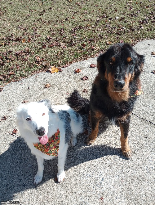 Upvote to send my dogs some love | made w/ Imgflip meme maker