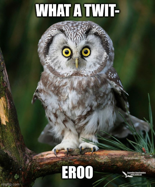 Owl | WHAT A TWIT- EROO | image tagged in owl | made w/ Imgflip meme maker