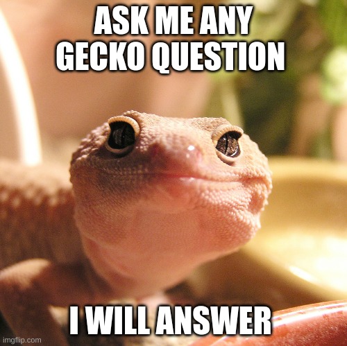 i have a 49 page slide show about geckos lol | ASK ME ANY GECKO QUESTION; I WILL ANSWER | image tagged in gecko | made w/ Imgflip meme maker