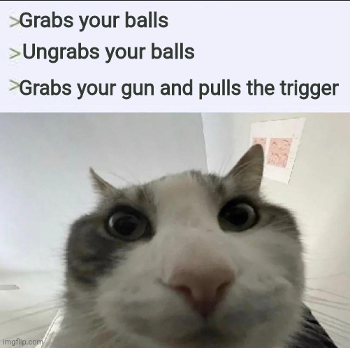 Cat looks inside | Grabs your balls Ungrabs your balls Grabs your gun and pulls the trigger | image tagged in cat looks inside | made w/ Imgflip meme maker