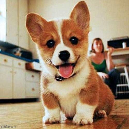 Happy corgi | image tagged in happy corgi | made w/ Imgflip meme maker