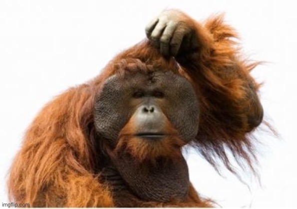 ape scratching head | image tagged in ape scratching head | made w/ Imgflip meme maker