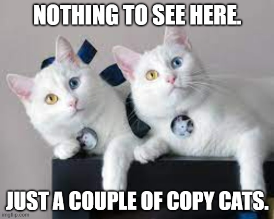 meme by Brad copy cats | NOTHING TO SEE HERE. JUST A COUPLE OF COPY CATS. | image tagged in cat meme | made w/ Imgflip meme maker