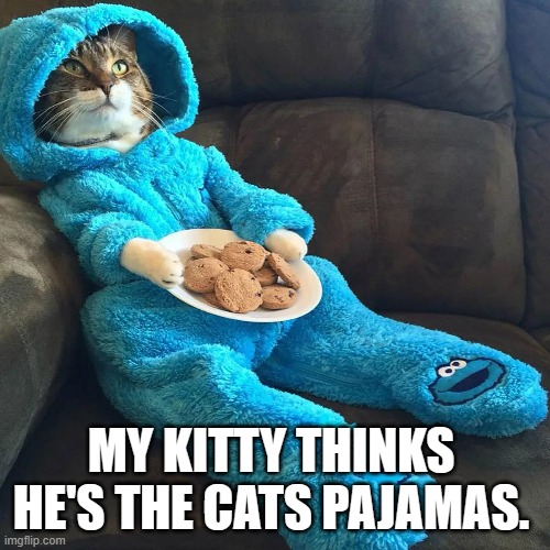 meme by Brad cats pajamas | MY KITTY THINKS HE'S THE CATS PAJAMAS. | image tagged in cat meme | made w/ Imgflip meme maker