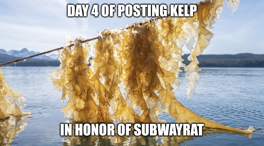 Kelp | DAY 4 OF POSTING KELP; IN HONOR OF SUBWAYRAT | image tagged in kelp | made w/ Imgflip meme maker