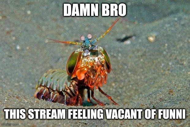 Mantis Shrimp | DAMN BRO; THIS STREAM FEELING VACANT OF FUNNI | image tagged in mantis shrimp | made w/ Imgflip meme maker