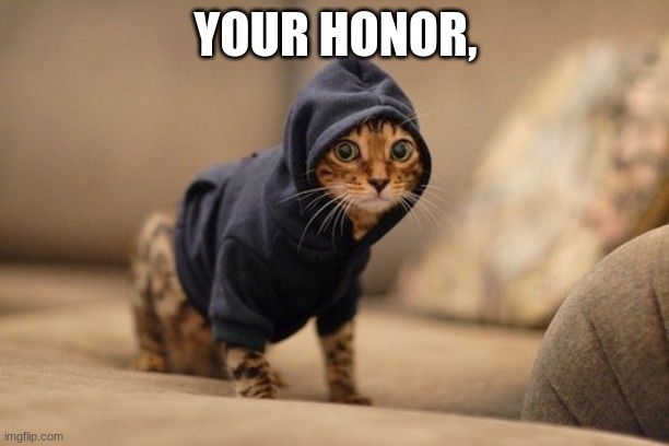 Hoody Cat | YOUR HONOR, | image tagged in memes,hoody cat | made w/ Imgflip meme maker