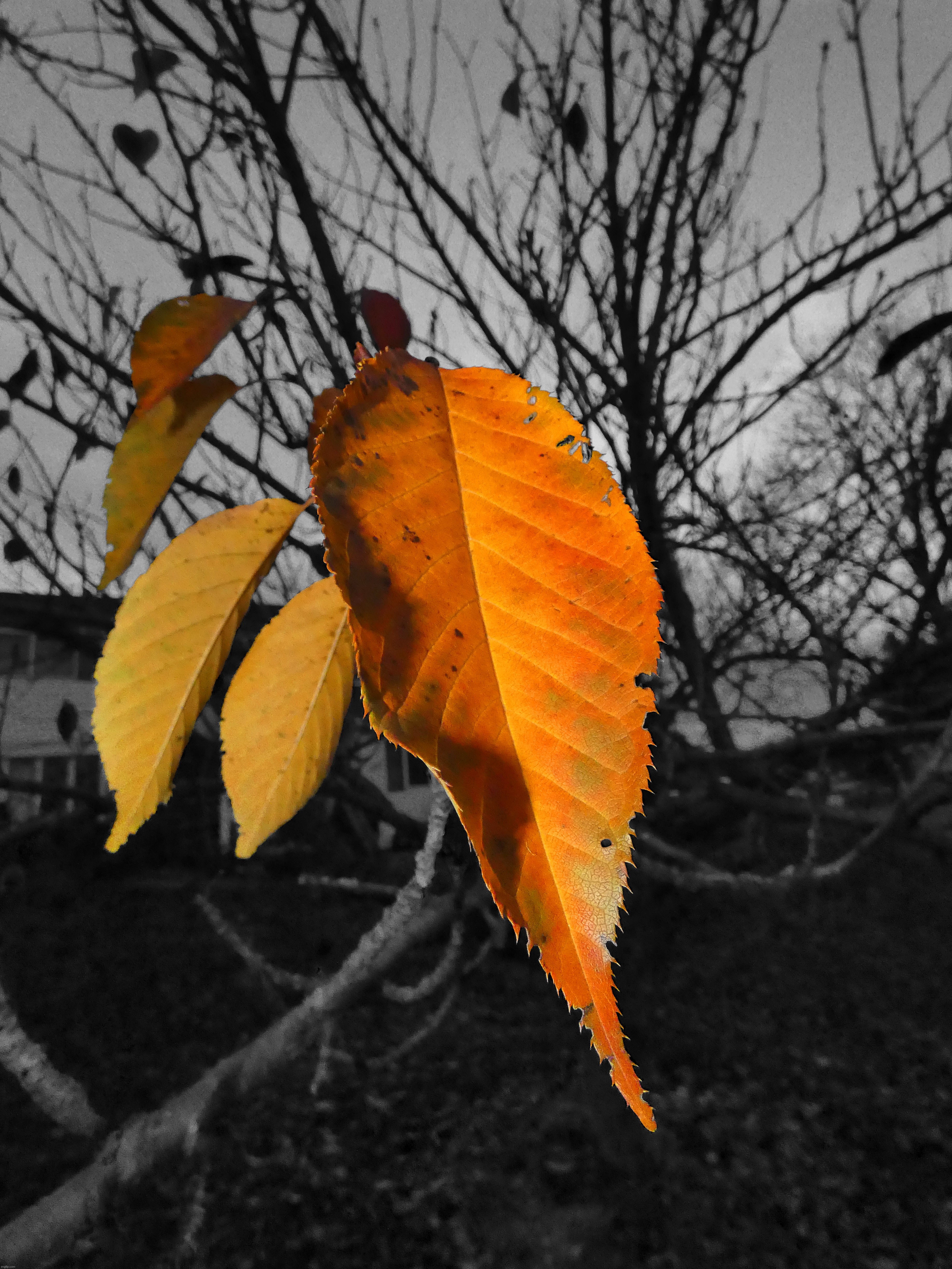 The Final Leaves of Fall | image tagged in share your own photos,photography | made w/ Imgflip meme maker