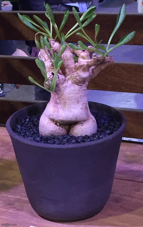 From the Philadelphia Flower Show…sigh | made w/ Imgflip meme maker