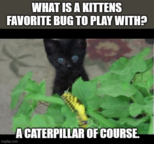 meme by Brad cats favorite bug | WHAT IS A KITTENS FAVORITE BUG TO PLAY WITH? A CATERPILLAR OF COURSE. | image tagged in cat meme | made w/ Imgflip meme maker