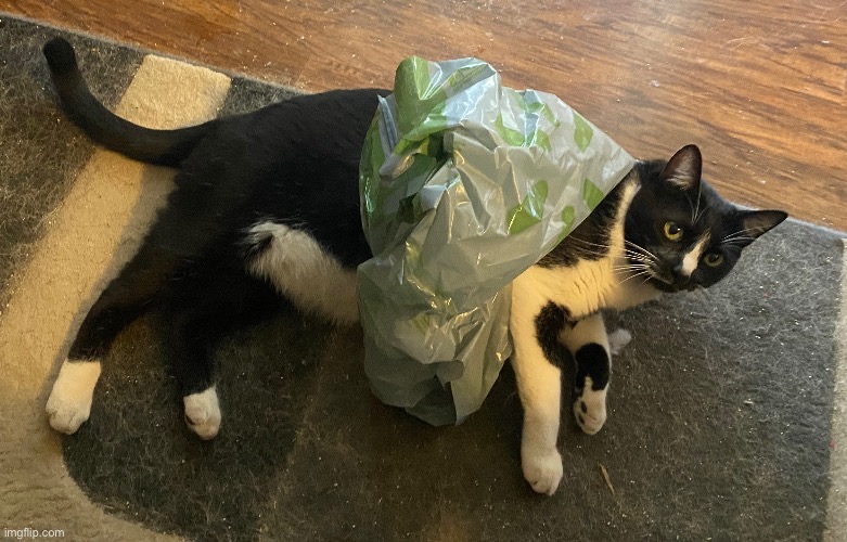 my cat got in a walmart bag | image tagged in cats | made w/ Imgflip meme maker