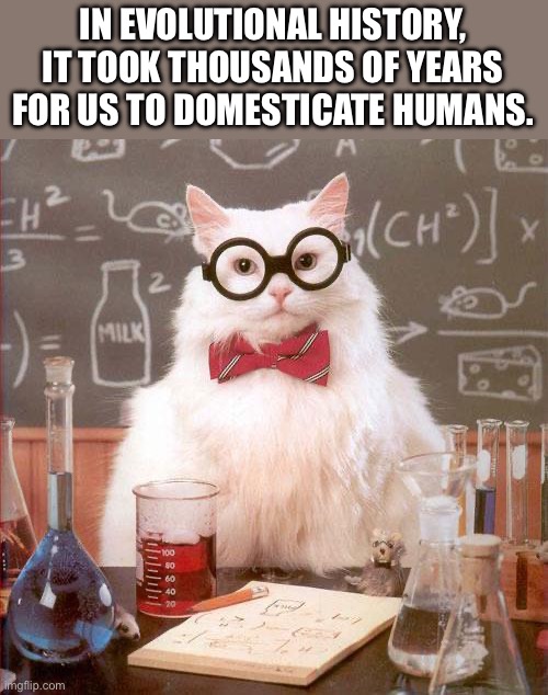Cats | IN EVOLUTIONAL HISTORY, IT TOOK THOUSANDS OF YEARS FOR US TO DOMESTICATE HUMANS. | image tagged in science cat | made w/ Imgflip meme maker