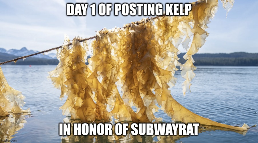 Kelp | DAY 1 OF POSTING KELP; IN HONOR OF SUBWAYRAT | image tagged in kelp | made w/ Imgflip meme maker