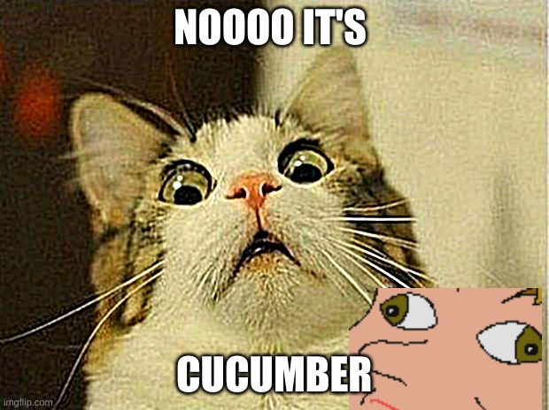 cat meme | NOOOO IT'S; CUCUMBER | image tagged in memes,scared cat | made w/ Imgflip meme maker