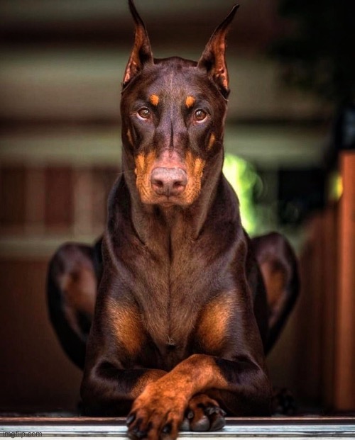Rolex my watch dog | image tagged in rolex my watch dog | made w/ Imgflip meme maker