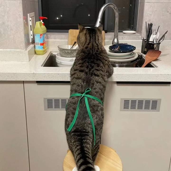 High Quality Cat washing Dishes Blank Meme Template
