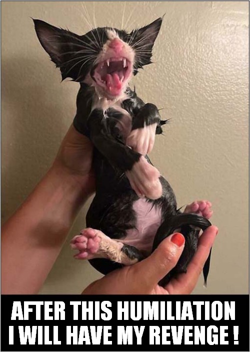 Cat Doesn't Seem To Like A Bath ! | AFTER THIS HUMILIATION
I WILL HAVE MY REVENGE ! | image tagged in cats,bath,revenge | made w/ Imgflip meme maker