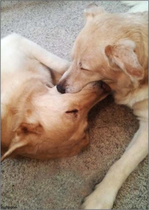 They Fell Asleep Fighting Over One Tennis Ball ! | image tagged in dogs,sleeping,tennis ball | made w/ Imgflip meme maker