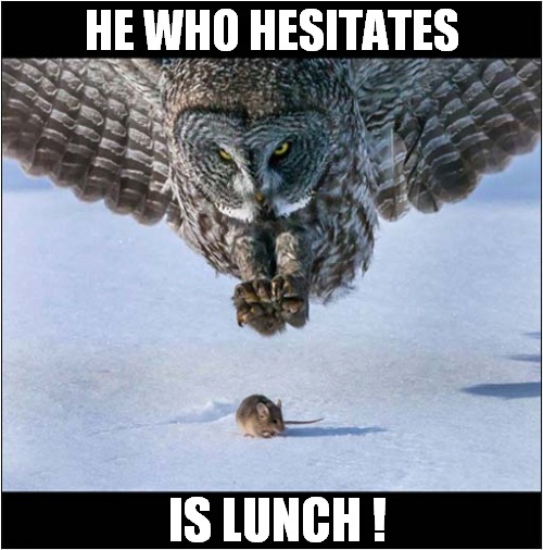 An Owls Motto | HE WHO HESITATES; IS LUNCH ! | image tagged in owls,mouse,motto,oh wow are you actually reading these tags,bird | made w/ Imgflip meme maker