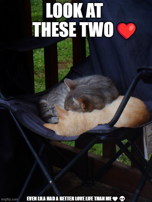 Lila and Grey abt two yrs ago<3 | LOOK AT 
      THESE TWO❤️; EVEN LILA HAD A BETTER LOVE LIFE THAN ME🤍💀 | image tagged in cats,cute cats,love,cute | made w/ Imgflip meme maker