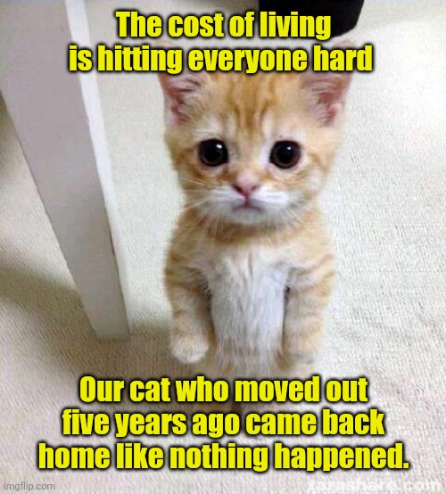 Remember me? | The cost of living is hitting everyone hard; Our cat who moved out five years ago came back home like nothing happened. | image tagged in memes,cute cat,funny | made w/ Imgflip meme maker