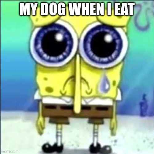 I can't say no | MY DOG WHEN I EAT | image tagged in sad spongebob | made w/ Imgflip meme maker