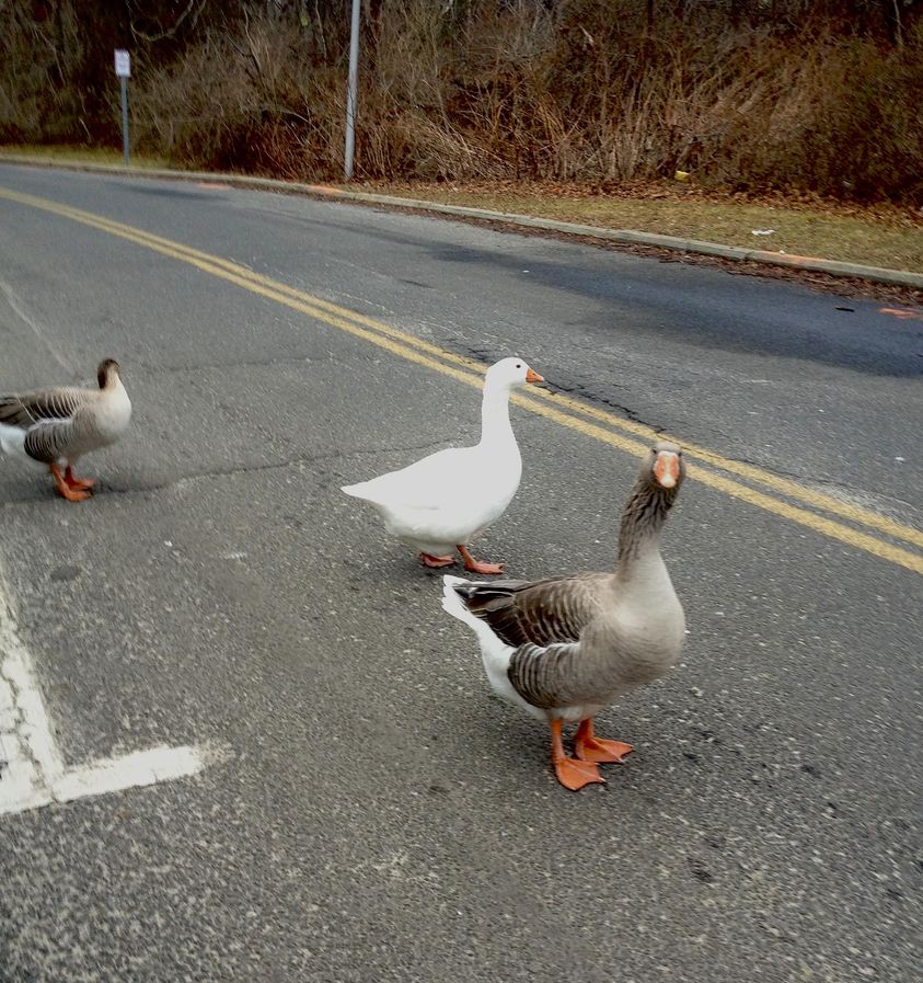 Three geese on road Blank Meme Template