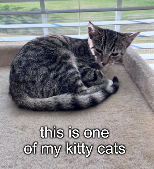 3 months old | this is one of my kitty cats | made w/ Imgflip meme maker