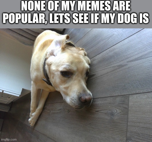NONE OF MY MEMES ARE POPULAR, LETS SEE IF MY DOG IS | made w/ Imgflip meme maker