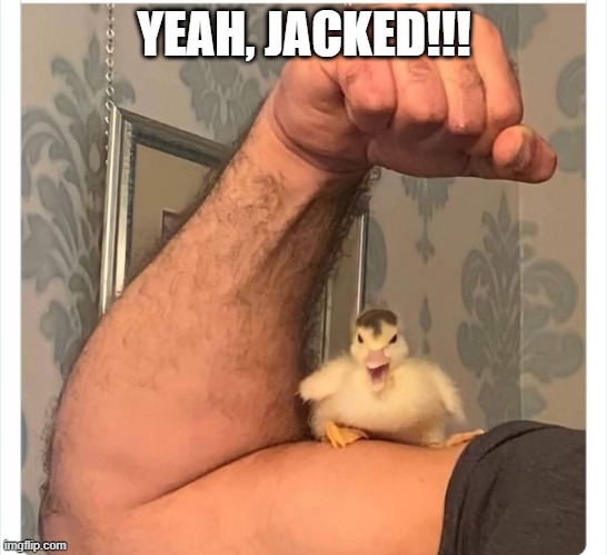 Ducky Muscles | YEAH, JACKED!!! | image tagged in ducks | made w/ Imgflip meme maker