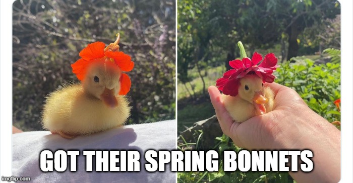 Flower Bonnets | GOT THEIR SPRING BONNETS | image tagged in ducks | made w/ Imgflip meme maker