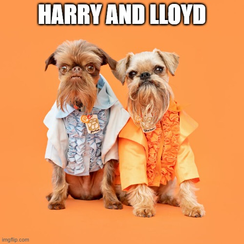 Dumb and Dumber | HARRY AND LLOYD | image tagged in funny dogs | made w/ Imgflip meme maker