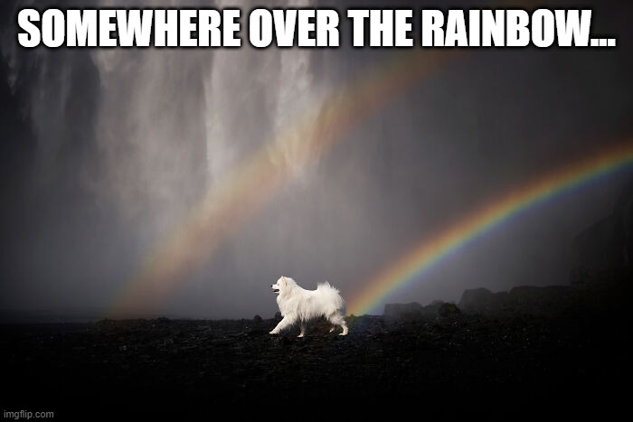 Rainbow Dog | SOMEWHERE OVER THE RAINBOW... | image tagged in dog | made w/ Imgflip meme maker