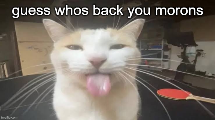 Milly the silly cat Bleh Cat | guess whos back you morons | made w/ Imgflip meme maker