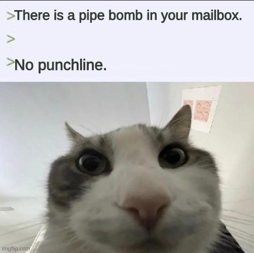 watch out, guys. | There is a pipe bomb in your mailbox. No punchline. | image tagged in cat looks inside | made w/ Imgflip meme maker