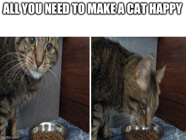 The simple happies | ALL YOU NEED TO MAKE A CAT HAPPY | image tagged in jinxy,funny,memes,cats,cat owners,you have been eternally cursed for reading the tags | made w/ Imgflip meme maker