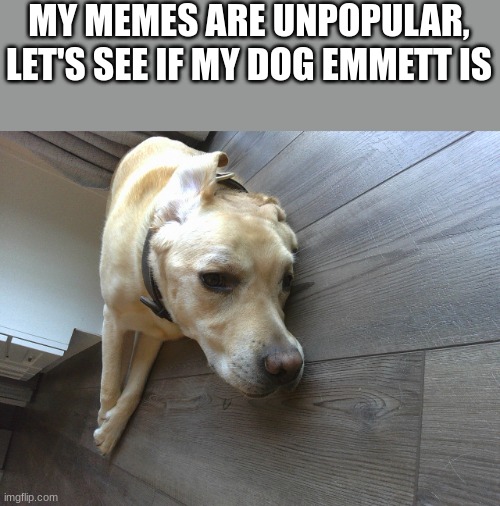 MY MEMES ARE UNPOPULAR, LET'S SEE IF MY DOG EMMETT IS | made w/ Imgflip meme maker