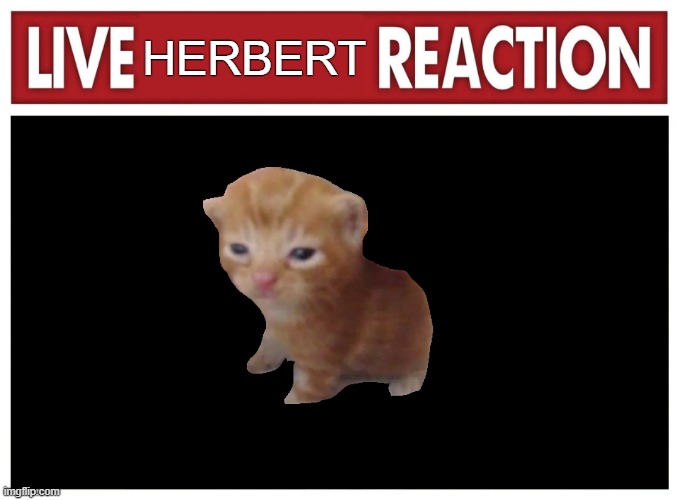 Live reaction | HERBERT | image tagged in live reaction | made w/ Imgflip meme maker