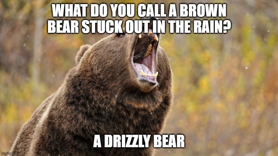 grizzly bear brum | WHAT DO YOU CALL A BROWN BEAR STUCK OUT IN THE RAIN? A DRIZZLY BEAR | image tagged in grizzly bear brum | made w/ Imgflip meme maker
